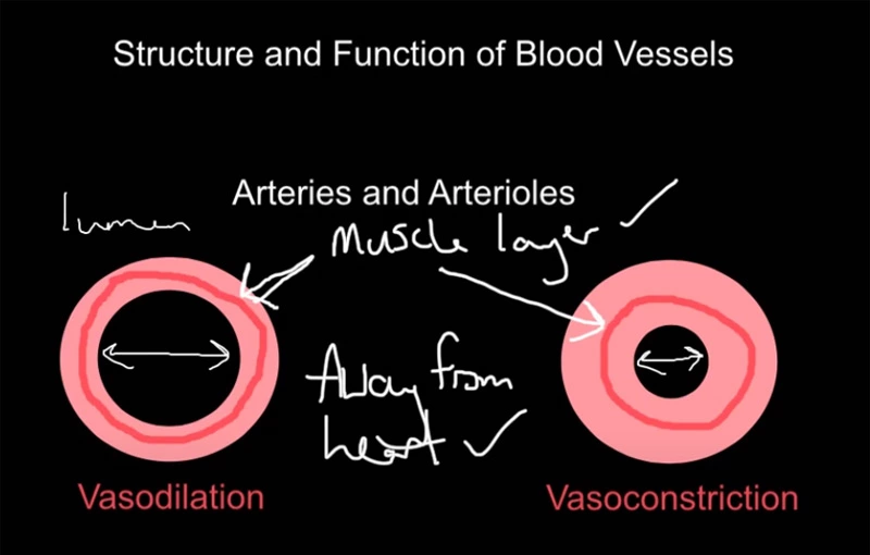 Blood Vessel Contraction