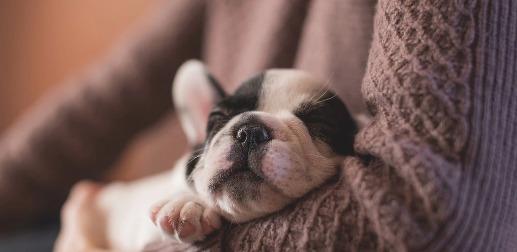 can puppy sleep in aircon room