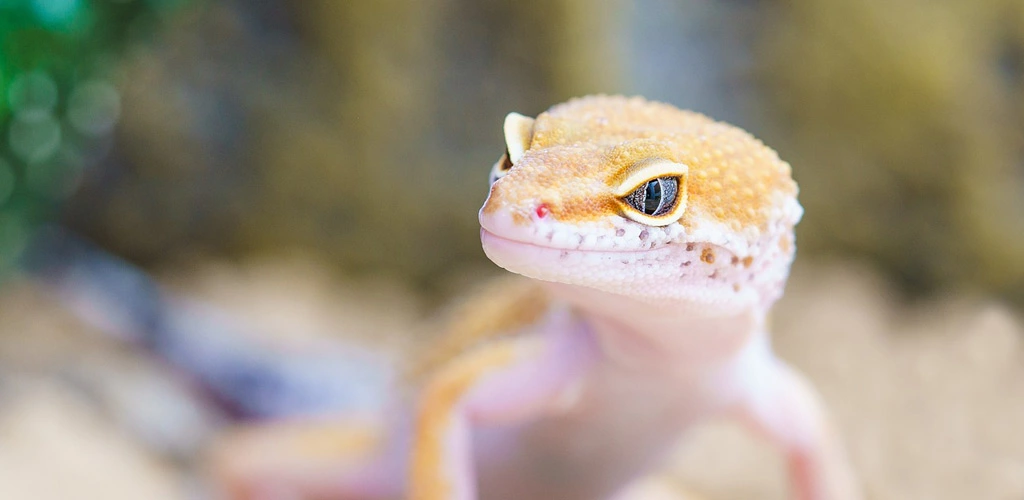 How to get rid of geckos in air conditioner