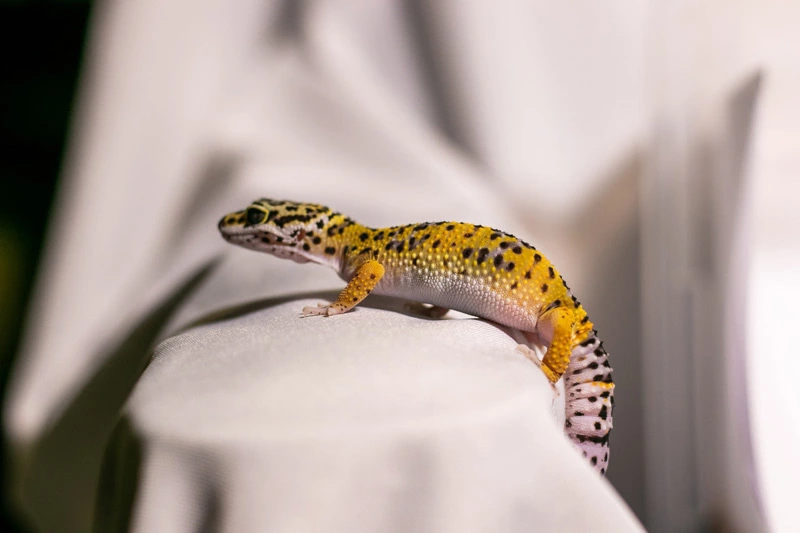 How to keep geckos away from air conditioner
