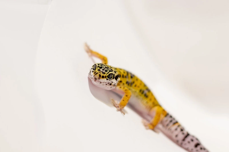 Why geckos like air conditioning