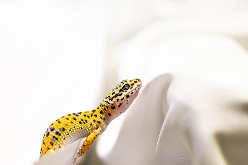 Why we have to keep geckos away from the air conditioner