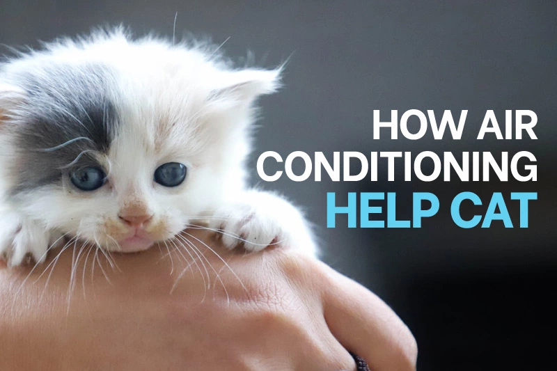 Do cats get cold in air conditioning