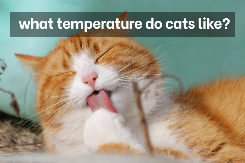 what temperature do cats like