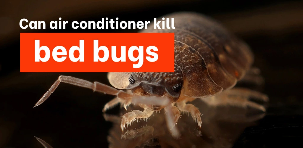 Can air conditioner kill bed bugs