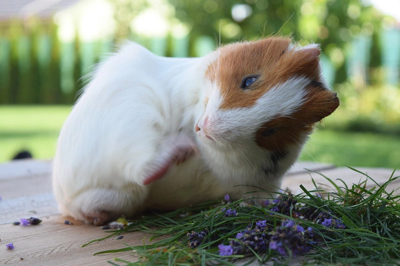 The size and age of your guinea pigs