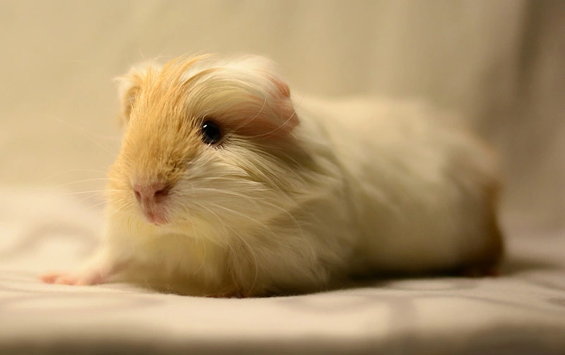 The weights and health issues of your guinea pigs