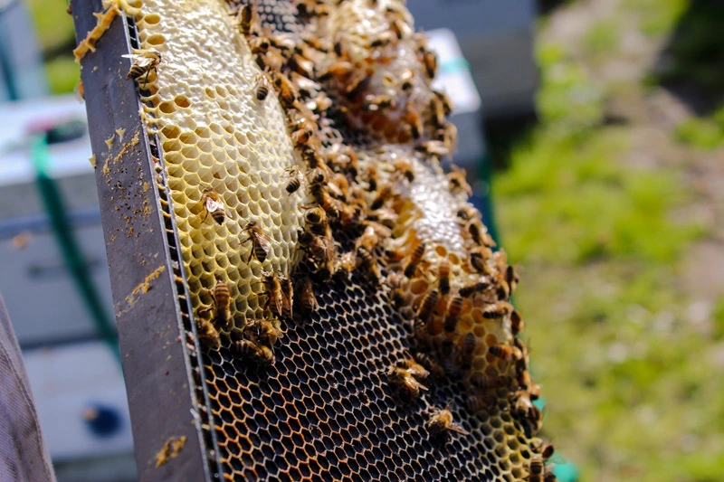 Why do bees consider air conditioners best nesting place