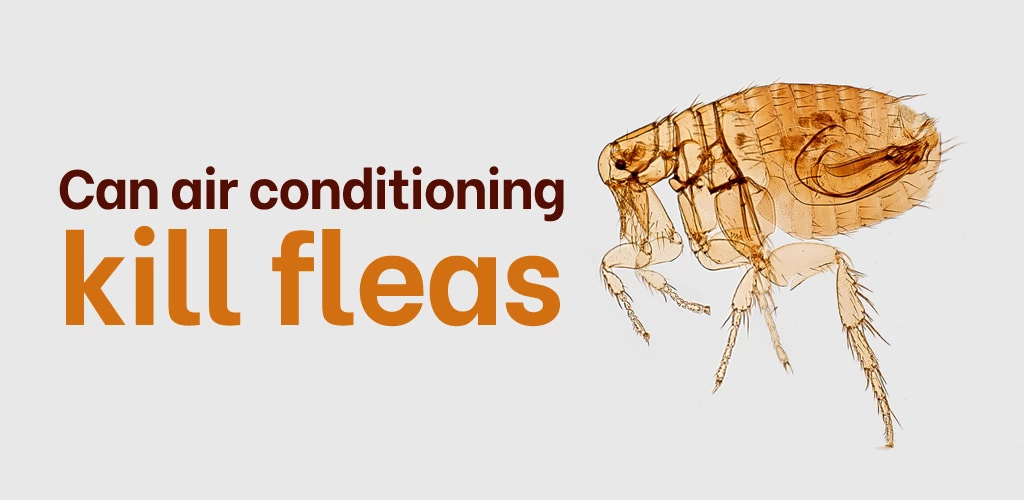 Can air conditioning kill fleas