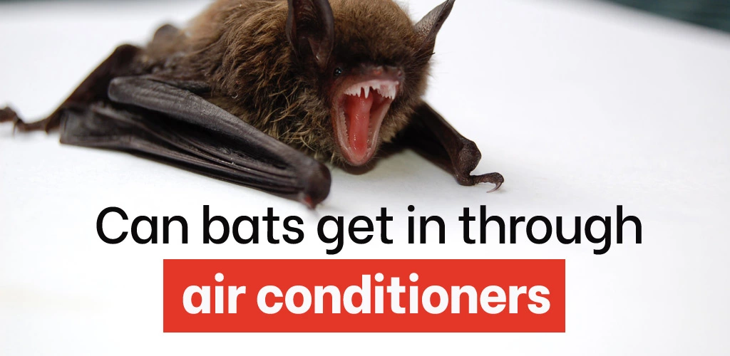 Can bats get in through air conditioners
