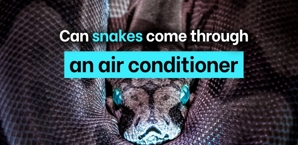 Can snakes come through an air conditioner