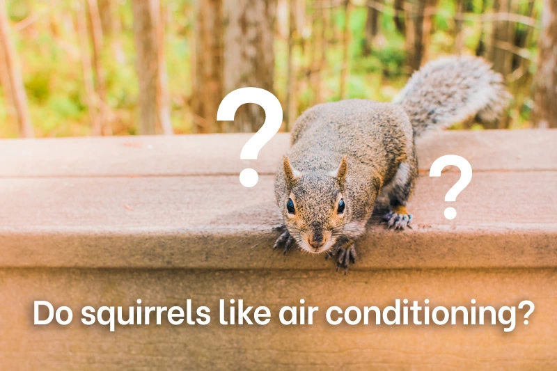 Do squirrels like air conditioning