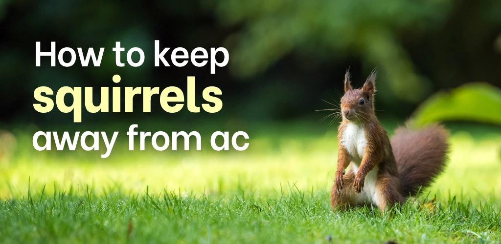 How to keep squirrels away from ac