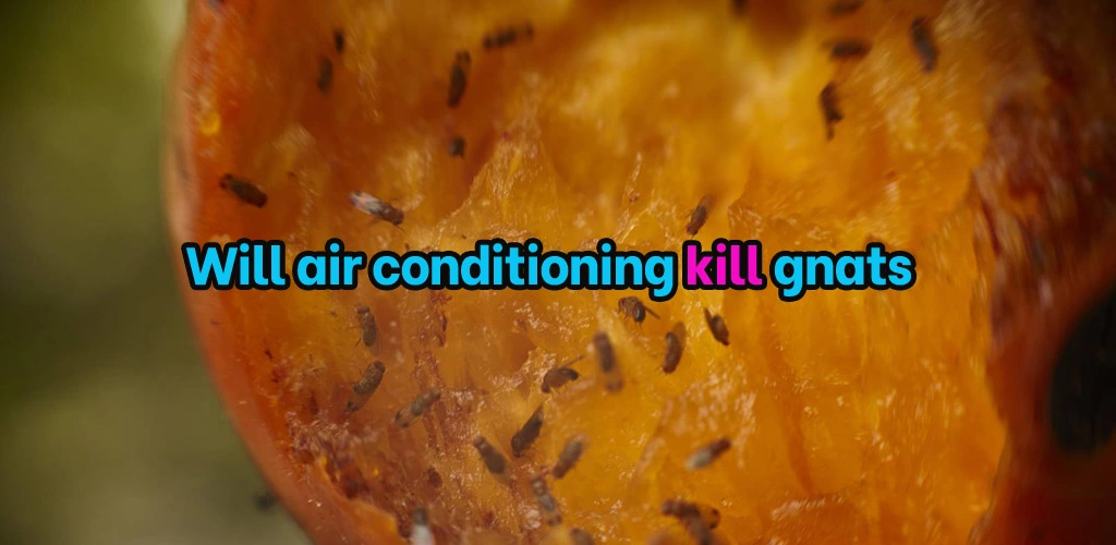 Will air conditioning kill gnats