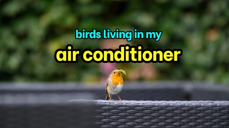 birds living in my air conditioner